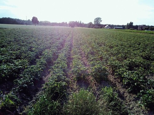 Bild 4 - Einfamilienhaus mit 120,00 m&sup2; in Sokolow Podlaski zum Kaufen