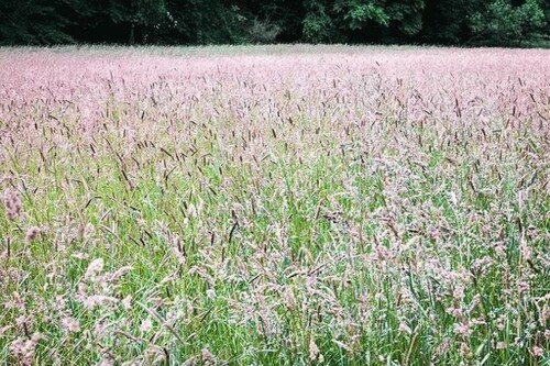 Bild 1 - Traumhaftes Grundstück in Bran Sohodol