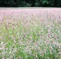 Traumhaftes Grundstück in Bran Sohodol
