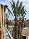 Bild 4 - Einfamilienhaus mit 220,00 m&sup2; in Marrakech zum Kaufen