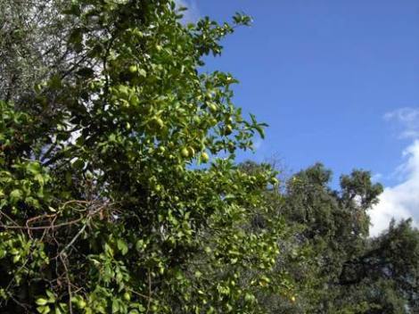 Bild 3 - 1 Zimmer Einfamilienhaus in Castanheira de Pêra