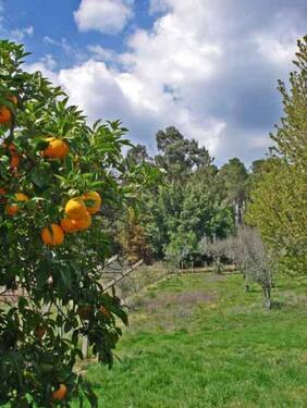 Bild 2 - 13 Zimmer Einfamilienhaus zum Kaufen in Figueiró d. Vinhos