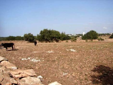 Bild 3 - Grundstück in Essaouira