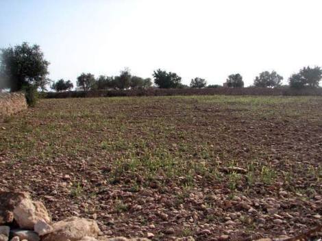 Bild 4 - Grundstück in Essaouira zum Kaufen