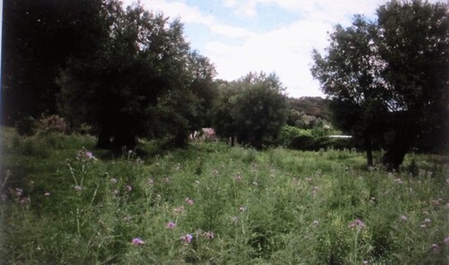 Bild 4 - Einfamilienhaus mit 180,00 m&sup2; in vibonati zum Kaufen