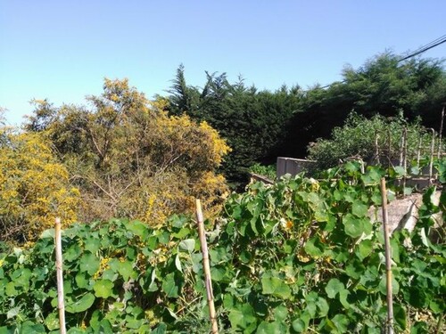 Bild 4 - Grundstück in Arucas zum Kaufen