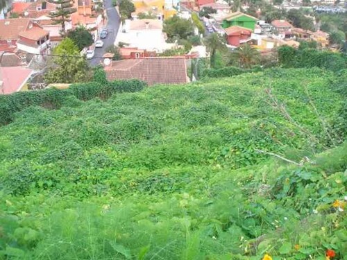 Bild 3 - Grundstück in Santa Brígida