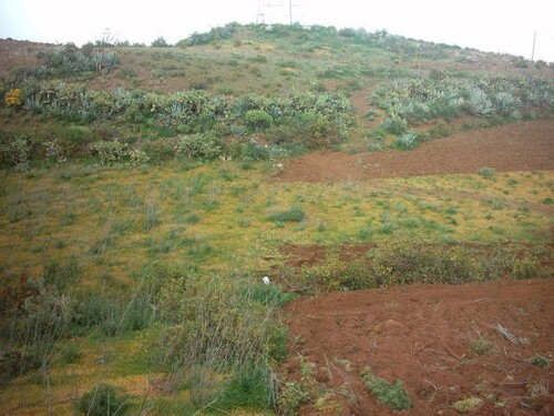 Bild 2 - Grundstück zum Kaufen in Telde