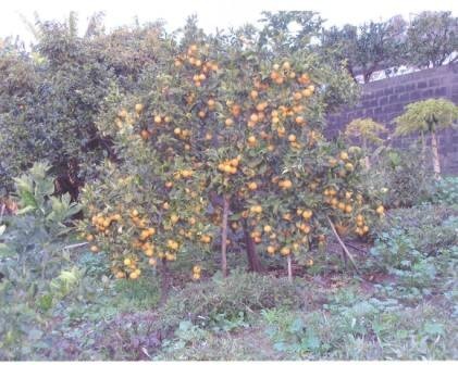 Bild 3 - 6 Zimmer Einfamilienhaus in Telde