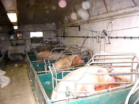 Bild 4 - Einfamilienhaus in Malá Belá zum Kaufen