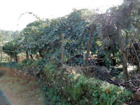 Bild 4 - Einfamilienhaus in Figueiró dos Vinhos zum Kaufen