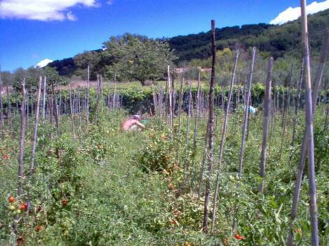 Bild 3 - Grundstück in San Giovanni Lipioni