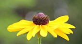 Bild 1 - Einzigartiges Künstlerhaus mit Permakultur-Garten