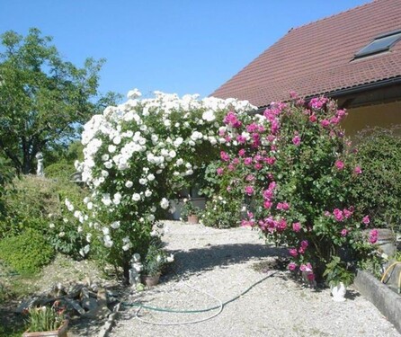 Bild 5 - 