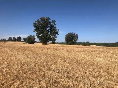 Bild 1 - 12 Hektar großes Landwirtschaft und Waldgrundstück