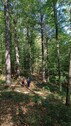 Bild 1 - 200 ha Laubwald Kreos Arges - 1.100.000,00&nbsp;EUR Kaufpreis, ca.&nbsp;2.000.000,00&nbsp;m&sup2;
