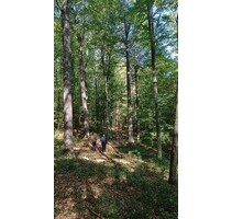 200 ha Laubwald Kreos Arges - 1.100.000,00&nbsp;EUR Kaufpreis, ca.&nbsp;2.000.000,00&nbsp;m&sup2; in Pescari (PLZ: 317153)