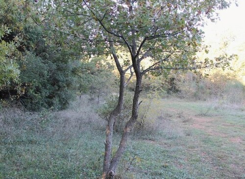 Bild 1 - Baugrundstück am Meer 2000m2 in Strandnähe