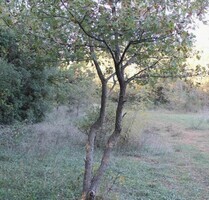 Baugrundstück am Meer 2000m2 in Strandnähe - Bar-Vidikovac