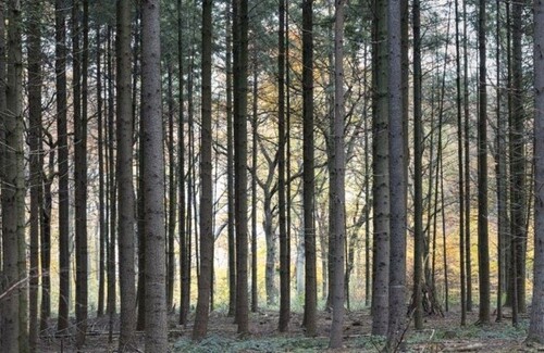 Bild 1 - Gepflegtes Waldgrundstück in Reichertshausen