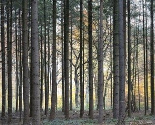Gepflegtes Waldgrundstück in Reichertshausen