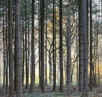 Gepflegtes Waldgrundstück in Reichertshausen