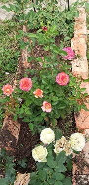 Bild 4 - Einfamilienhaus mit 100,00 m² in Zakaegerseg zum Kaufen