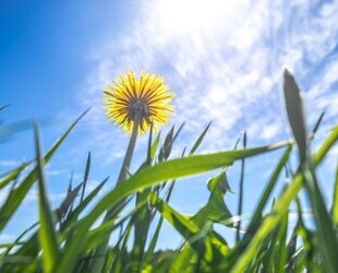 Zentrales Baugrundstück in Meerbusch