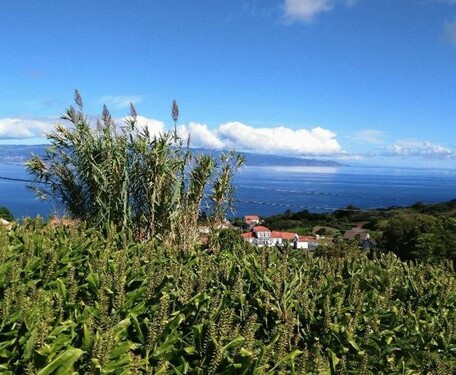 Bild 4 - Einfamilienhaus mit 110,00 m² in Lajes do Pico zum Kaufen