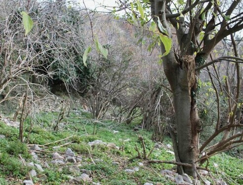 Bild 3 - 1 Zimmer Einfamilienhaus in Kreis Bar