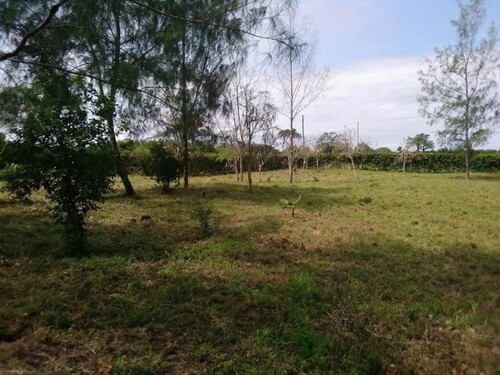 Bild 1 - Beachgrundstücke Diani Beach Kenia