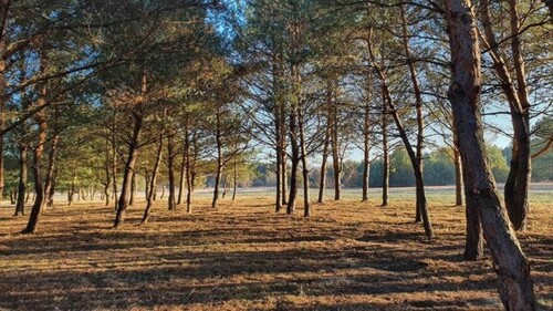 Bild 2 - Grundstück zum Kaufen in Bałtów