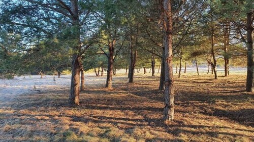 Bild 4 - Grundstück in Bałtów zum Kaufen