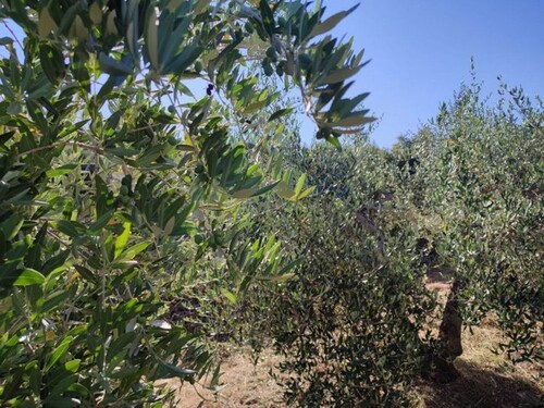 Bild 1 - Kleiner Olivenhain in der Toskana zu verkaufen