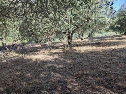 Bild 4 - Grundstück in Vallerona (GROSSETO) zum Kaufen