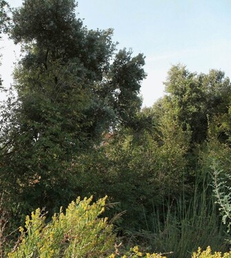 Bild 1 - Erschlossener Baugrund ab 2000m2 Strand 4km