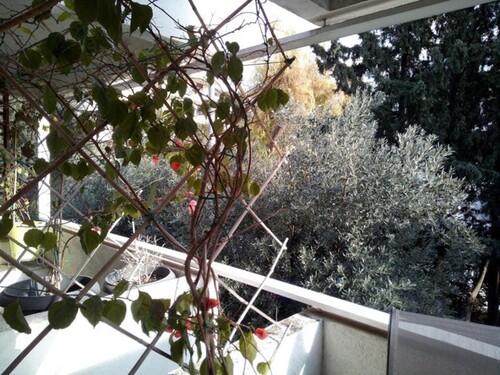 Bild 3 - 3 Zimmer Einfamilienhaus in KIFISIA ATHENS