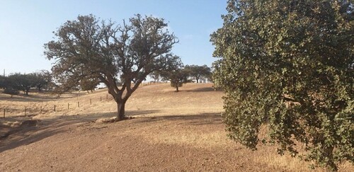 Bild 4 - Einfamilienhaus mit 298,00 m&sup2; in Serpa Vila Nova de são Bento zum Kaufen