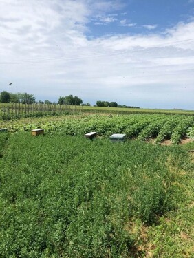 Bild 1 - 32 ha Ackerland in Seitin Kreis Arad Rumänien
