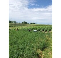 32 ha Ackerland in Seitin Kreis Arad Rumänien