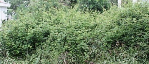 Bild 4 - Grundstück in Kreis Bar zum Kaufen