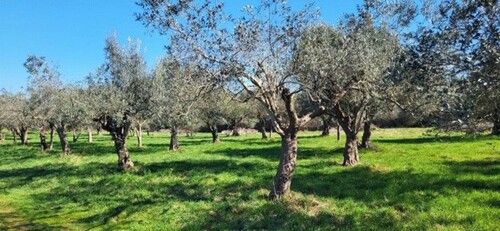 Bild 1 - ISTRIEN 4500m2 Olivenplantage zum Aktionspreis