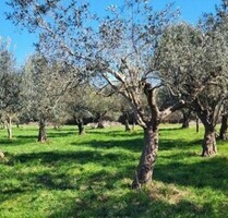 ISTRIEN 4500m2 Olivenplantage zum Aktionspreis - Marcana