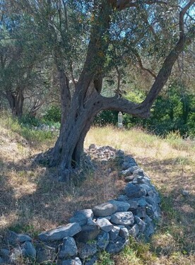 Bild 3 - Grundstück in Kreis Ulcinj