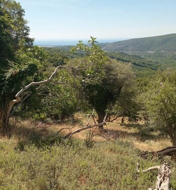 Bild 4 - Grundstück in Kreis Ulcinj zum Kaufen