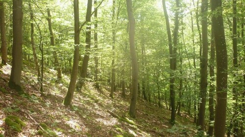 Bild 1 - Mischwald Nürnberger Land Pommelsbrunn