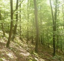 Mischwald Nürnberger Land Pommelsbrunn - Wettstetten
