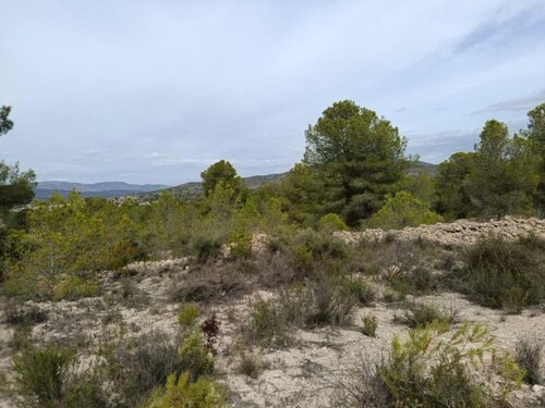 Bild 1 - Grundstück mit Pinienwald in Alicante
