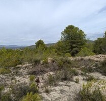 Grundstück mit Pinienwald in Alicante - Monovar