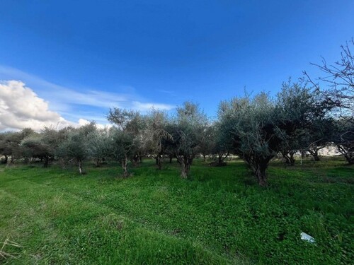 Bild 4 - Einfamilienhaus mit 300,00 m&sup2; in Zacharo - Neochori zum Kaufen